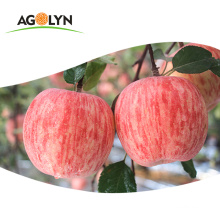 AGOLYN Chinese hot sale high quality fresh Red Fuji Apple